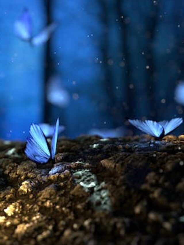 Beautiful Nature